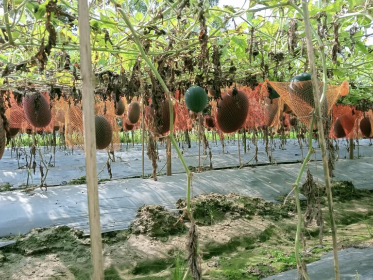 গ্রীষ্মকালীন তরমুজ চাষে কেন্দুয়ায় লাভের আশায় কৃষক 